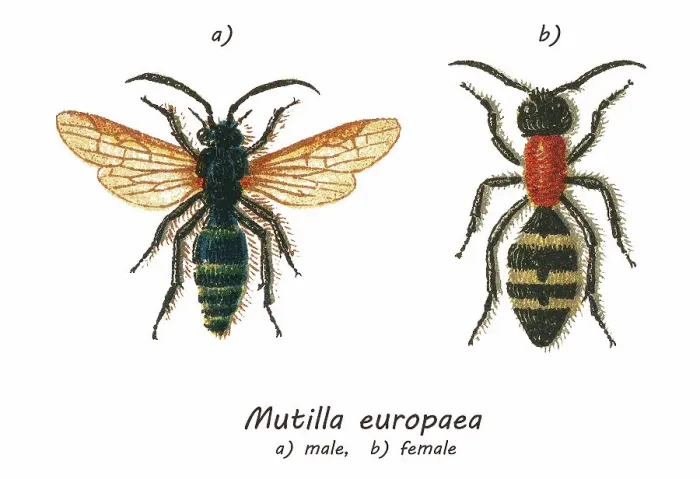 Framed Print : Old chromolithograph illustration of large velvet ant (Mutilla europaea)