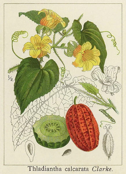 Old chromolithograph illustration of the manchu tubergourd, goldencreeper or wild potato (Thladiantha dubia or Thladiantha calcarata)