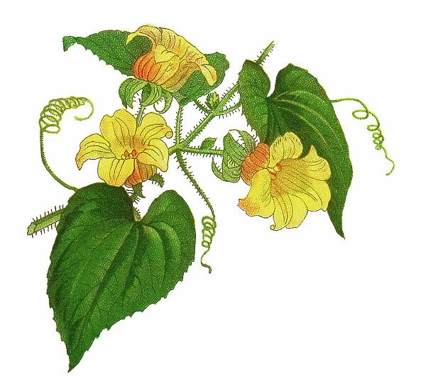 Old chromolithograph illustration of the manchu tubergourd, goldencreeper or wild potato (Thladiantha dubia or Thladiantha calcarata)