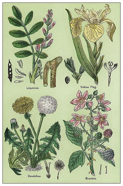 Old chromolithograph illustration of Medical plants