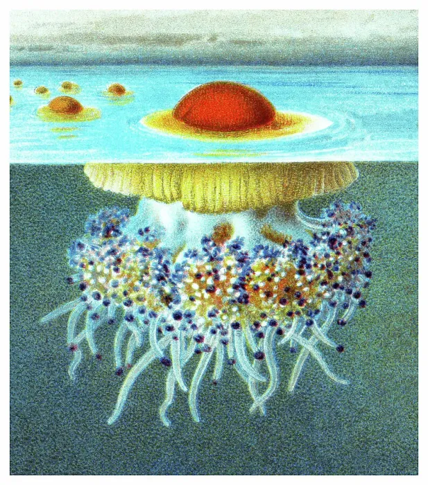 Framed Print : Old chromolithograph illustration of Mediterranean jellyfish, Mediterranean jelly or fried egg jellyfish (Cotylorhiza tuberculata)