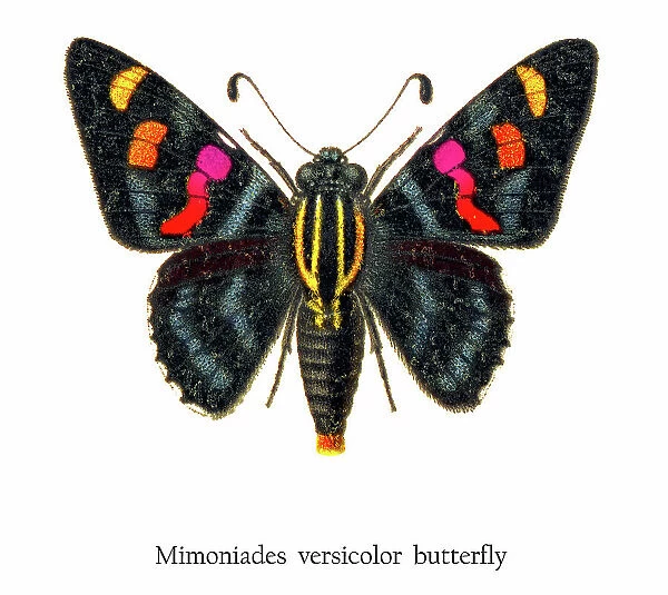 Old chromolithograph illustration of Mimoniades versicolor butterfly