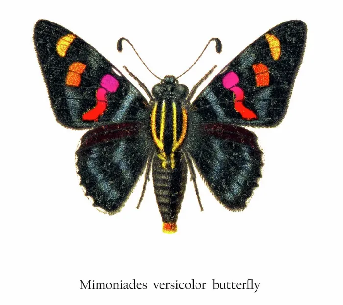 Framed Print : Old chromolithograph illustration of Mimoniades versicolor butterfly Framed Print : Old chromolithograph illustration of Mimoniades versicolor butterfly