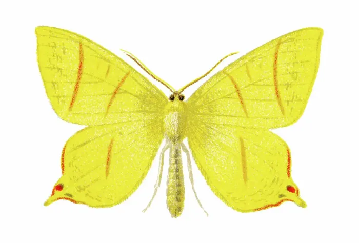 Framed Print : Old chromolithograph illustration of moth, The swallow-tailed moth (Ourapteryx sambucaria) Framed Print : Old chromolithograph illustration of moth, The swallow-tailed moth (Ourapteryx sambucaria)