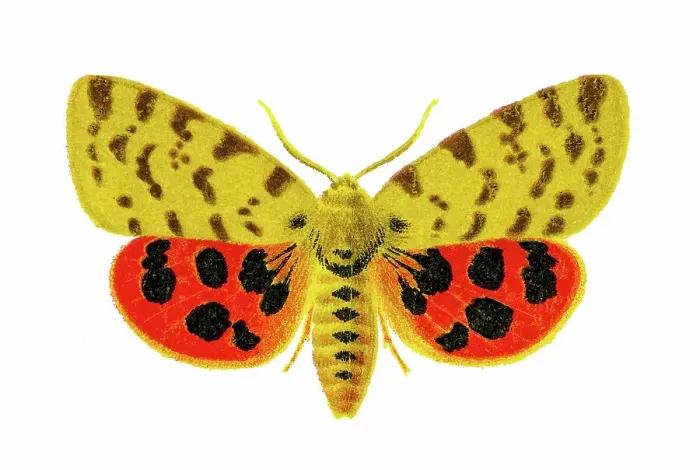 Framed Print : Old chromolithograph illustration of moth, the purple tiger (Diacrisia purpurata, Arctia purpurata) Framed Print : Old chromolithograph illustration of moth, the purple tiger (Diacrisia purpurata, Arctia purpurata)