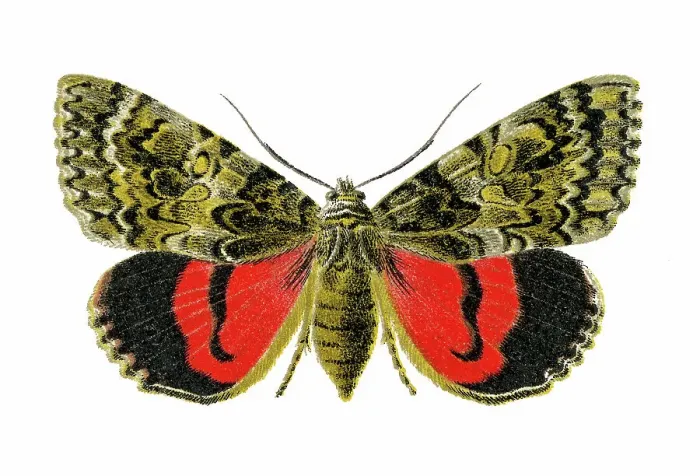 Framed Print : Old chromolithograph illustration of moth, the light crimson underwing (Catocala promissa) Framed Print : Old chromolithograph illustration of moth, the light crimson underwing (Catocala promissa)