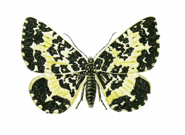 Framed Print : Old chromolithograph illustration of moth, The argent and sable moth (Rheumaptera hastata) Framed Print : Old chromolithograph illustration of moth, The argent and sable moth (Rheumaptera hastata)