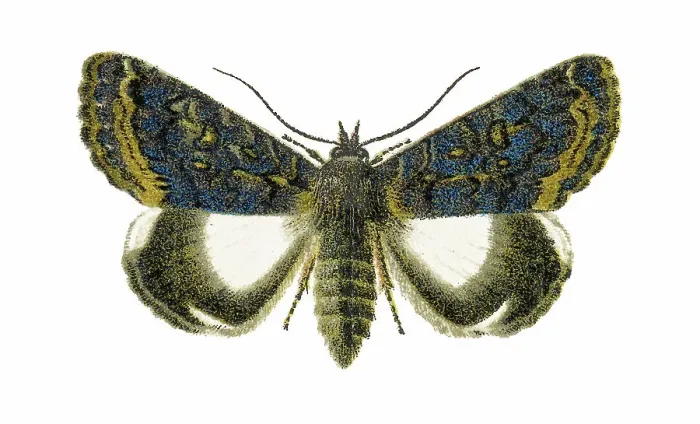 Framed Print : Old chromolithograph illustration of moth, the white underwing moth or alchymist (Catephia alchymista) Framed Print : Old chromolithograph illustration of moth, the white underwing moth or alchymist (Catephia alchymista)