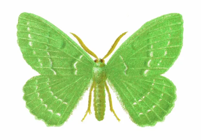 Framed Print : Old chromolithograph illustration of moth, The large emerald (Geometra papilionaria) Framed Print : Old chromolithograph illustration of moth, The large emerald (Geometra papilionaria)