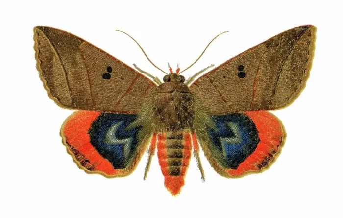 Framed Print : Old chromolithograph illustration of moth, Lagoptera elegans Framed Print : Old chromolithograph illustration of moth, Lagoptera elegans