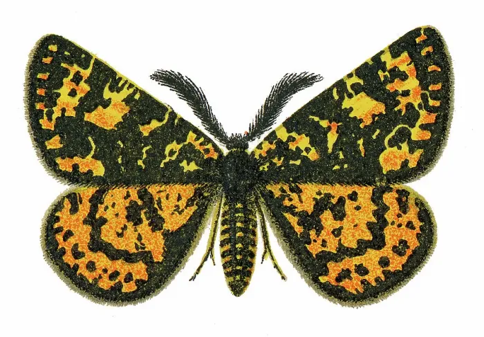 Framed Print : Old chromolithograph illustration of moth, Eurranthis plummistaria Framed Print : Old chromolithograph illustration of moth, Eurranthis plummistaria