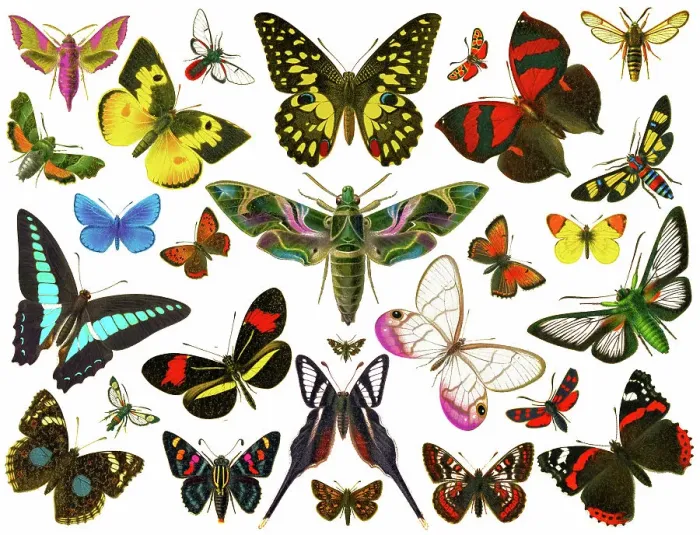 Framed Print : Old chromolithograph illustration of moths and Butterflies Framed Print : Old chromolithograph illustration of moths and Butterflies