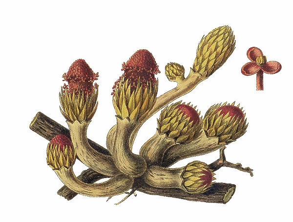 Old chromolithograph illustration of Parasitic plant - Langsdorffia, genus of flowering plants in the family Balanophoraceae (Langsdorffia hypogaea)