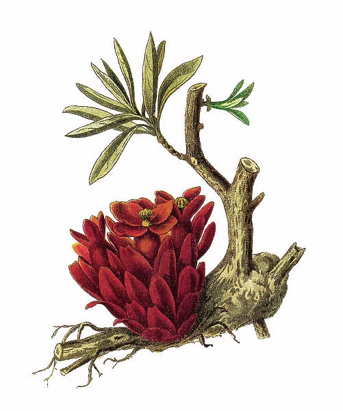 Old chromolithograph illustration of Parasitic plant - parasitic plant in the family Cytinaceae (Cytinus Hypocistis)