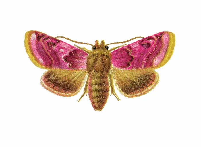 Framed Print : Old chromolithograph illustration of Periphanes delphinii moth Framed Print : Old chromolithograph illustration of Periphanes delphinii moth
