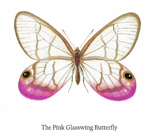 Old chromolithograph illustration of the Pink Glasswing Butterfly