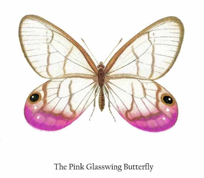Framed Print : Old chromolithograph illustration of the Pink Glasswing Butterfly Framed Print : Old chromolithograph illustration of the Pink Glasswing Butterfly