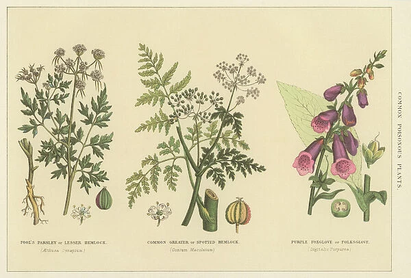 Old chromolithograph illustration of poisonous plants