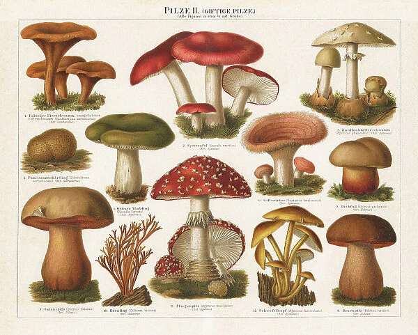 Old chromolithograph illustration of a poisonous mushrooms