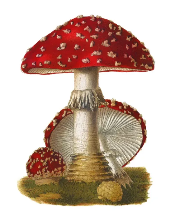 Framed Print : Old chromolithograph illustration of a poisonous mushrooms, Agaricus muscarius Framed Print : Old chromolithograph illustration of a poisonous mushrooms, Agaricus muscarius