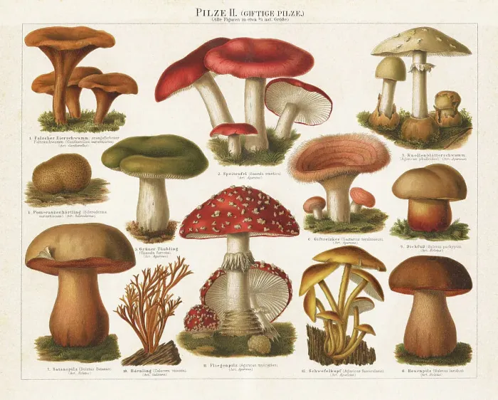 Framed Print : Old chromolithograph illustration of a poisonous mushrooms Framed Print : Old chromolithograph illustration of a poisonous mushrooms