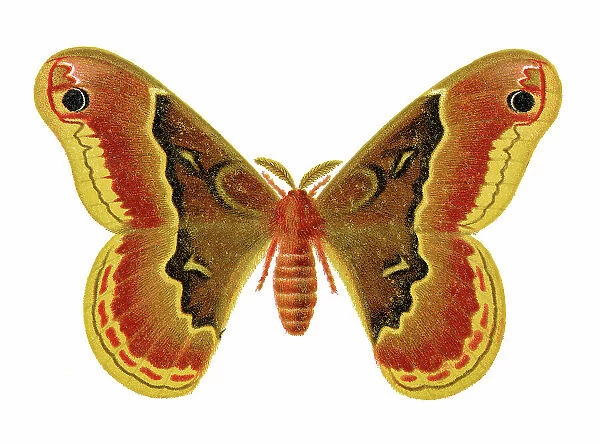 Old chromolithograph illustration of promethea silkmoth moth (Callosamia promethea)
