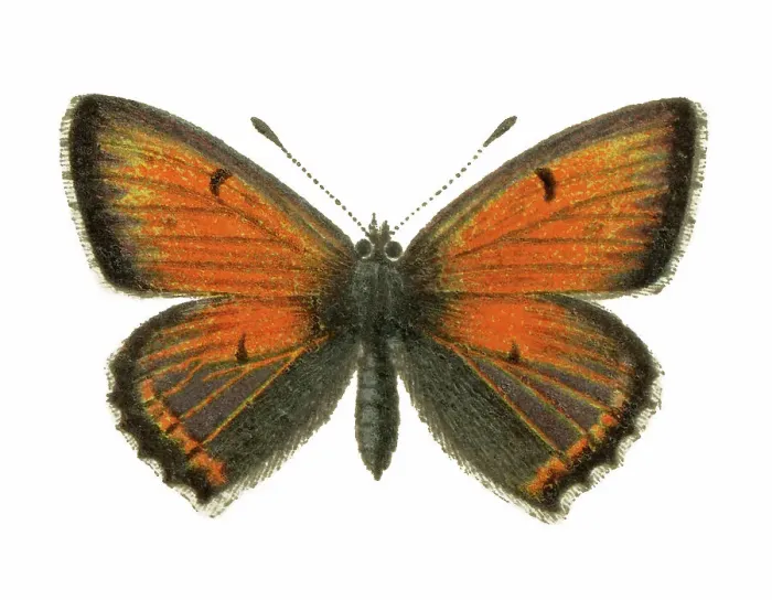 Framed Print : Old chromolithograph illustration of Purple-edged copper butterfly (Lycaena hippothoe) Framed Print : Old chromolithograph illustration of Purple-edged copper butterfly (Lycaena hippothoe)