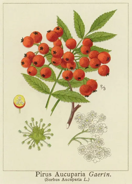 Framed Print : Old chromolithograph illustration of rowan tree or mountain-ash (Sorbus aucuparia) Framed Print : Old chromolithograph illustration of rowan tree or mountain-ash (Sorbus aucuparia)