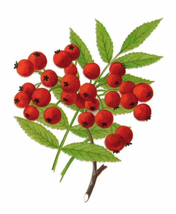 Framed Print : Old chromolithograph illustration of rowan tree or mountain-ash (Sorbus aucuparia) Framed Print : Old chromolithograph illustration of rowan tree or mountain-ash (Sorbus aucuparia)