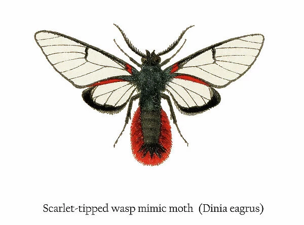 Old chromolithograph illustration of Scarlet-tipped wasp mimic moth (Dinia eagrus)