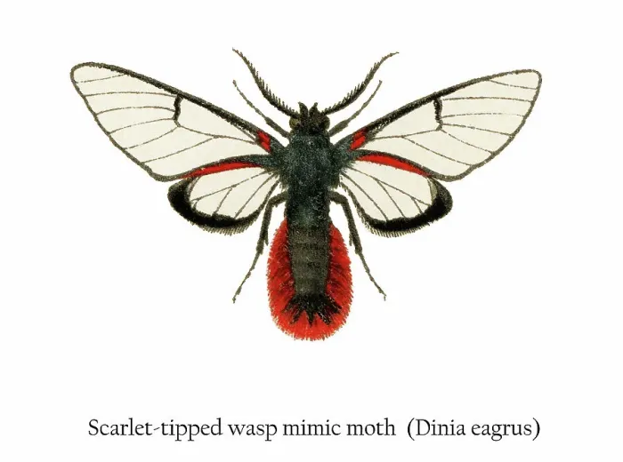 Framed Print : Old chromolithograph illustration of Scarlet-tipped wasp mimic moth (Dinia eagrus) Framed Print : Old chromolithograph illustration of Scarlet-tipped wasp mimic moth (Dinia eagrus)