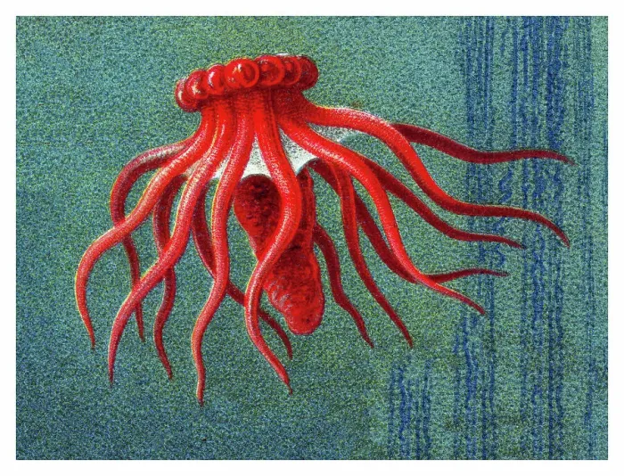Framed Print : Old chromolithograph illustration of Sea cucumber (Pelagothuria natatrix) Framed Print : Old chromolithograph illustration of Sea cucumber (Pelagothuria natatrix)