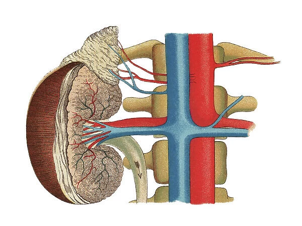 Old chromolithograph illustration of section of human kidney