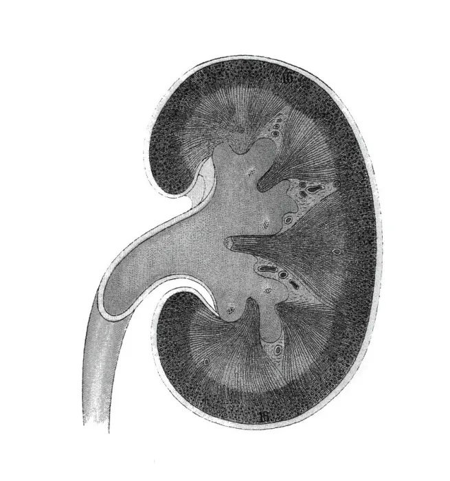 Framed Print : Old chromolithograph illustration of section of human kidney