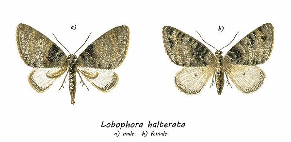 Old chromolithograph illustration of seraphim, moth of the family Geometridae (Lobophora halterata)