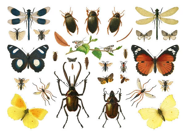 Old chromolithograph illustration of Sexual dimorphism within insects