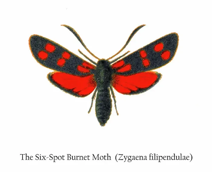 Framed Print : Old chromolithograph illustration of the Six-Spot Burnet Moth (Zygaena filipendulae) Framed Print : Old chromolithograph illustration of the Six-Spot Burnet Moth (Zygaena filipendulae)
