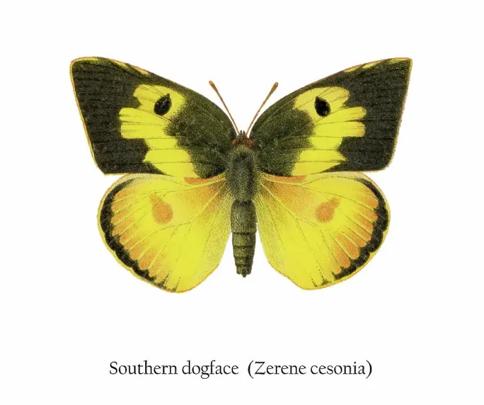 Framed Print : Old chromolithograph illustration of Southern Dogface Butterfly (Zerene cesonia) Framed Print : Old chromolithograph illustration of Southern Dogface Butterfly (Zerene cesonia)