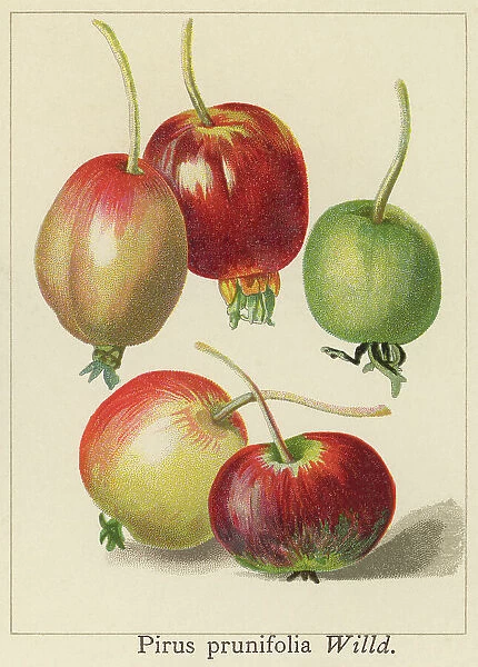 Old chromolithograph illustration of a species of crabapple tree known by the common names plumleaf crab apple, plum-leaved apple, pear-leaf crabapple, Chinese apple and Chinese crabapple (Malus prunifolia or Pirus prunifolia)