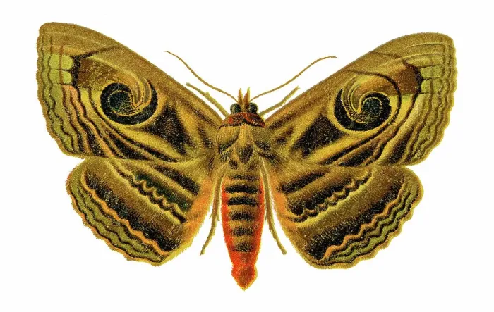 Framed Print : Old chromolithograph illustration of Spirama helicina moth Framed Print : Old chromolithograph illustration of Spirama helicina moth