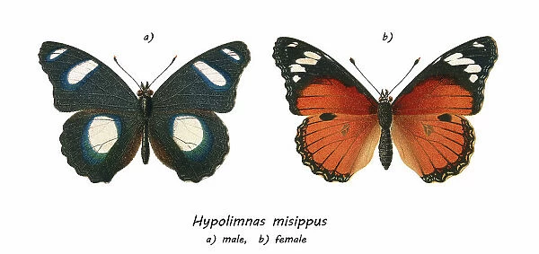 Old chromolithograph illustration of tropical brush-footed butterfly - Danaid eggfly, mimic, or diadem butterfly (Hypolimnas misippus)