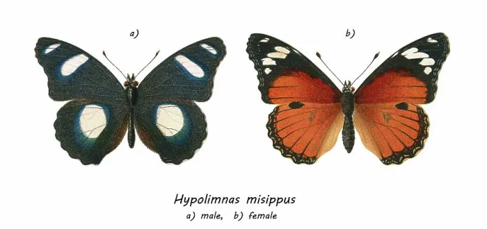 Framed Print : Old chromolithograph illustration of tropical brush-footed butterfly - Danaid eggfly, mimic, or diadem butterfly (Hypolimnas misippus) Framed Print : Old chromolithograph illustration of tropical brush-footed butterfly - Danaid eggfly, mimic, or diadem butterfly (Hypolimnas misippus)