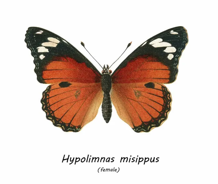Framed Print : Old chromolithograph illustration of tropical brush-footed butterfly - Danaid eggfly, mimic, or diadem butterfly (Hypolimnas misippus) Framed Print : Old chromolithograph illustration of tropical brush-footed butterfly - Danaid eggfly, mimic, or diadem butterfly (Hypolimnas misippus)