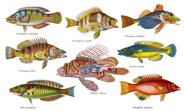 Old chromolithograph illustration of Tropical Fish