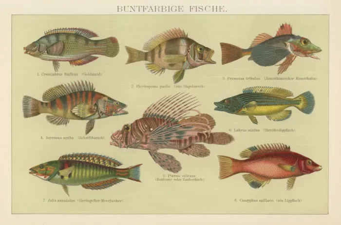 Framed Print : Old chromolithograph illustration of Tropical Fish
