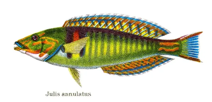 Framed Print : Old chromolithograph illustration of Tropical Fish, killifish (Julis annulatus) Framed Print : Old chromolithograph illustration of Tropical Fish, killifish (Julis annulatus)