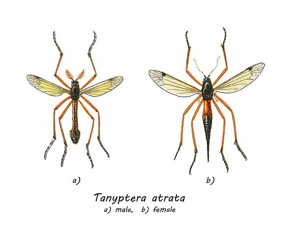 Old chromolithograph illustration of true crane flies (Tanyptera atrata)