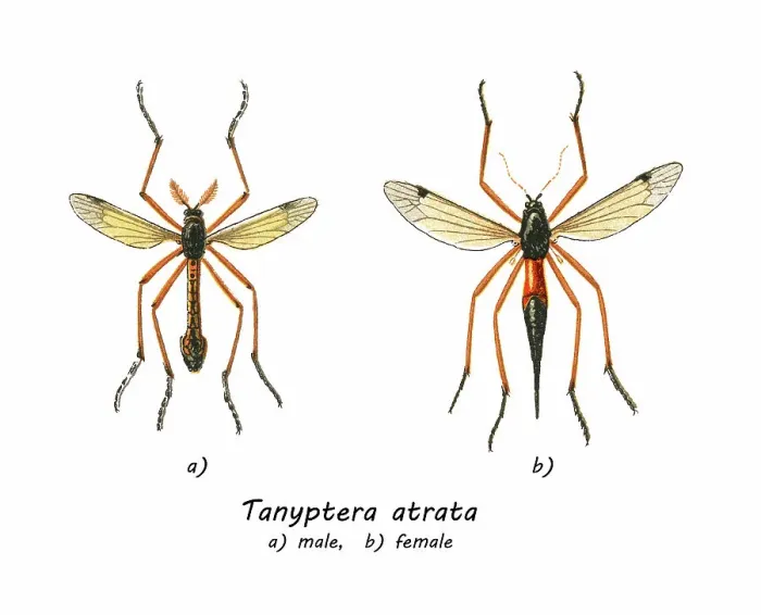 Framed Print : Old chromolithograph illustration of true crane flies (Tanyptera atrata) Framed Print : Old chromolithograph illustration of true crane flies (Tanyptera atrata)