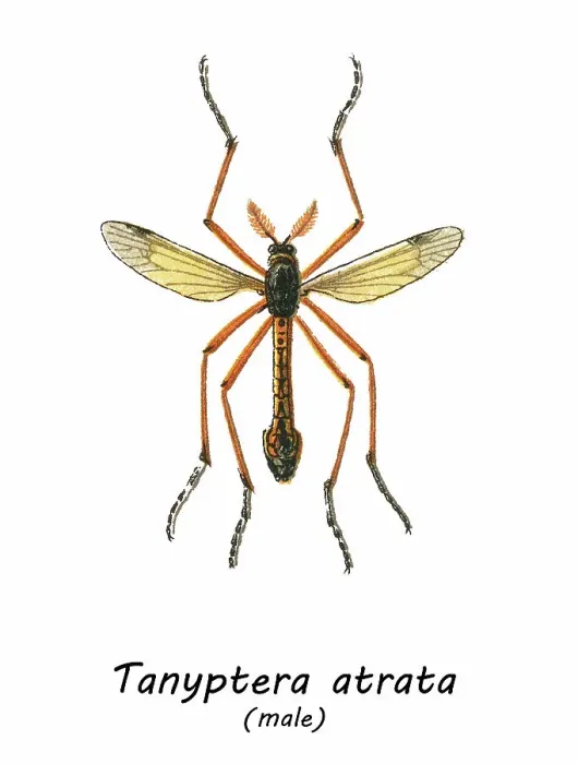 Framed Print : Old chromolithograph illustration of true crane flies (Tanyptera atrata) Framed Print : Old chromolithograph illustration of true crane flies (Tanyptera atrata)