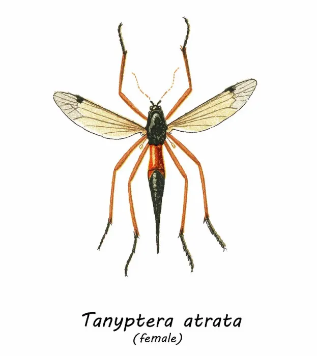 Framed Print : Old chromolithograph illustration of true crane flies (Tanyptera atrata)